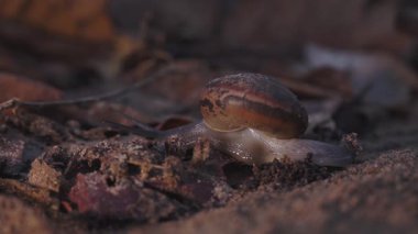 Bir Hemiplecta salyangozu kuru yapraklar ve toprak üzerinde yavaşça süzülür, nemli kabuğu ışığı yakalar. Sahne, sessiz orman zeminindeki yaşamı ve hassas doğal hareketleri yakalar..