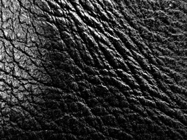 Kuş tüyü dokusunun sessiz toprak tonlarında makro soyut bir görüntüsü. İnce çizgiler ve organik desenler, tasarım doğası veya sanatsal temalar için klasik bir doğal zarafeti çağrıştırıyor..