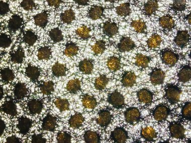 Karanlık bir arka planda narin liflerle birbirine bağlı altın noktaların makro soyut bir görüntüsü. Kompozisyon zarafeti, karmaşıklığı ve modern organik tasarımı çağrıştırıyor. Sanat ve tasarım temaları için ideal.