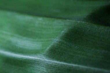 Yeşil muz yaprağı yüzeyinin makro soyut bir görüntüsü, doğal dokusunu ve doğrusal yapısını vurguluyor. Doğa, eko, tropik veya botanik temalı tasarımlar için idealdir..