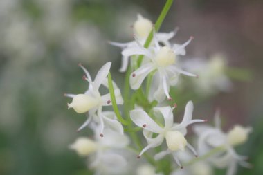 Bu görüntü Shatavari 'nin makro görüntüsünü yakına çeker (Asparagus racemosus Willd). Çiçekler. Hassas beyaz yapraklar ve soluk sarı merkezler bulanık bir arka plana güzelce vurgulanmış..
