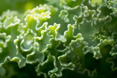 Bu makro fotoğraf, sabah güneşiyle yıkanan lahana yaprağının karmaşık kıvrımlı kenarlarını yakalıyor. Canlı yeşil renkler ve detaylı dokular sebzenin doğal güzelliğini ve karmaşıklığını vurgular..
