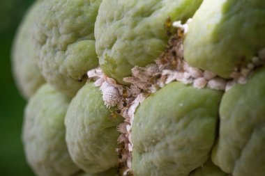 Anti-kayma fonksiyonu için tasarlanmış elmas şebeke desenli metal bir levhanın soyut yakın çekimi. Aydınlatılmış yüzey, tasarım ve güvenlik kavramları için derinlik ve endüstriyel zarafet ekler..