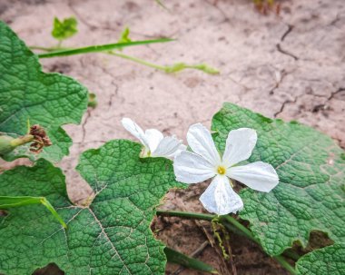 Narin beyaz bir çiçeğin yakın çekimi ve Trichosanthes kordata Roxb 'un yeşil yaprakları. Bitki, botanik ve tasarım kullanımı için doğal ışıklandırmada yakalanır..