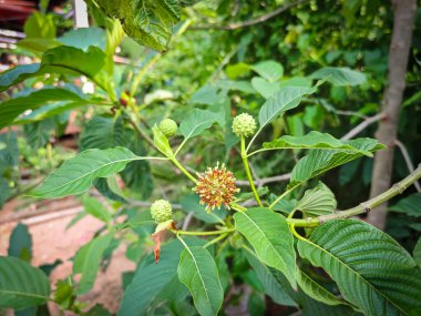 Canlı yeşil yapraklar, yuvarlak meyveler ve çiçek açan çiçekleri gösteren kratom bitkisine yakın çekim. Güneydoğu Asya 'da geleneksel olarak kullanılan doğal bir bitkisel bitki..