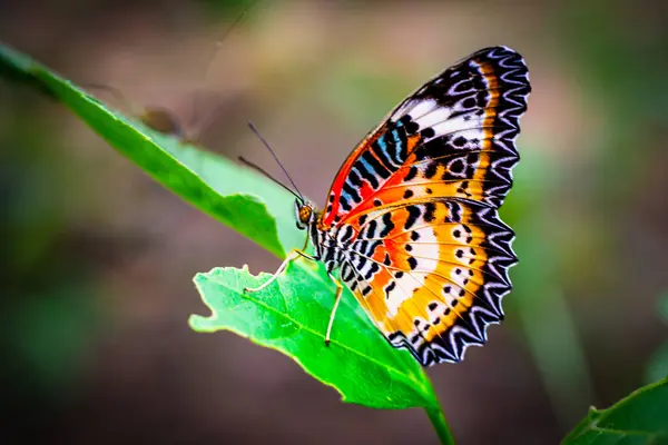 Yeşil bir yaprağın üzerine tünemiş canlı bir kelebeğin yakın çekimi. Turuncu, siyah ve beyaz kanat desenleri tropikal güzelliğini ve doğal zarafetini vurgular..