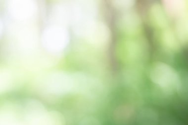 Doğal yeşil tonların yumuşak soyut bulanıklığı, bir orman veya bahçede yeşillik ve güneş ışığına işaret ediyor. Arkaplan, tasarım veya doğa temalı kompozisyonlar için ideal.