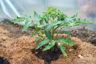 Eko sebzeler büyüyor. Yüksek kaliteli fotoğraf.