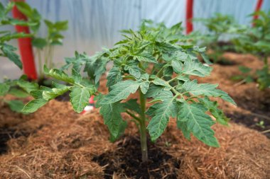 Eko sebzeler büyüyor. Yüksek kaliteli fotoğraf.