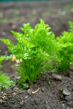 Eko sebzeler büyüyor. Yüksek kaliteli fotoğraf.