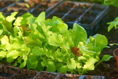 Eko sebzeler büyüyor. Yüksek kaliteli fotoğraf.