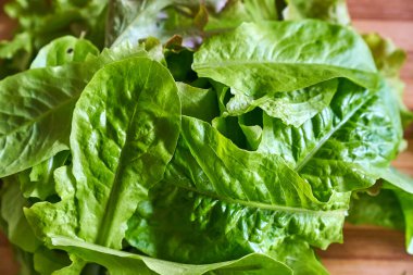 Eko sebzeler büyüyor. Yüksek kaliteli fotoğraf.