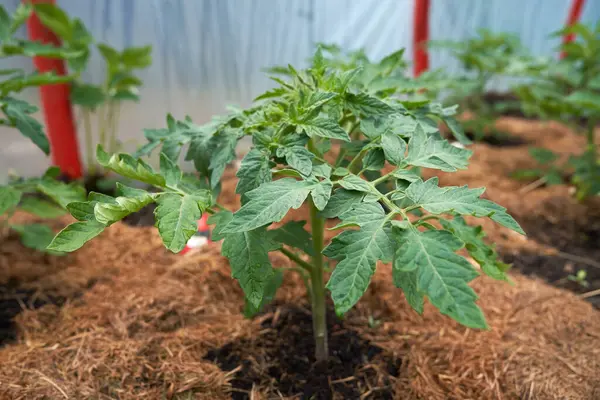 Eko sebzeler büyüyor. Yüksek kaliteli fotoğraf.