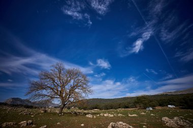 İspanya Endülüs baharı, yalnız ağaç dağlarının etrafını sarar. Yüksek kaliteli fotoğraf.