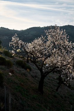 İspanya Endülüs baharı, yalnız ağaç dağlarının etrafını sarar. Yüksek kaliteli fotoğraf.