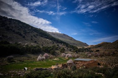 İspanya Endülüs baharı, yalnız ağaç dağlarının etrafını sarar. Yüksek kaliteli fotoğraf.