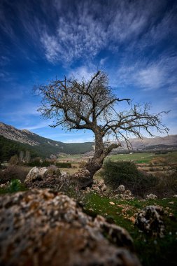 İspanya Endülüs baharı, yalnız ağaç dağlarının etrafını sarar. Yüksek kaliteli fotoğraf.