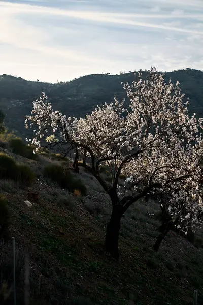 İspanya Endülüs baharı, yalnız ağaç dağlarının etrafını sarar. Yüksek kaliteli fotoğraf.