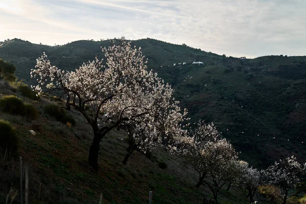 İspanya Endülüs baharı, yalnız ağaç dağlarının etrafını sarar. Yüksek kaliteli fotoğraf.