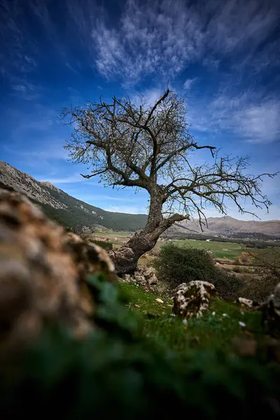 İspanya Endülüs baharı, yalnız ağaç dağlarının etrafını sarar. Yüksek kaliteli fotoğraf.