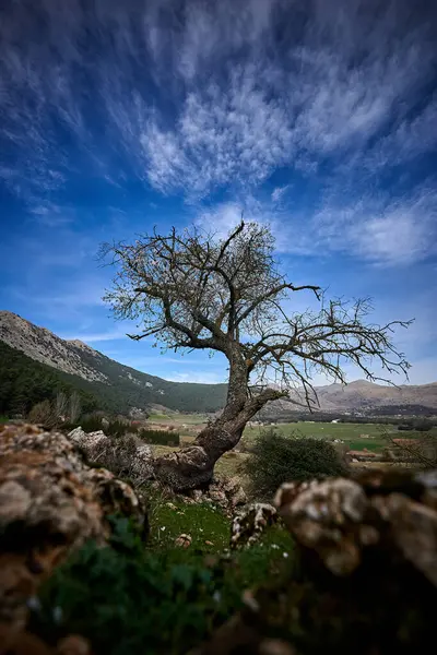 İspanya Endülüs baharı, yalnız ağaç dağlarının etrafını sarar. Yüksek kaliteli fotoğraf.