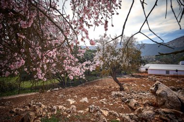 İspanya Endülüs baharı, yalnız ağaç dağlarının etrafını sarar. Yüksek kaliteli fotoğraf.