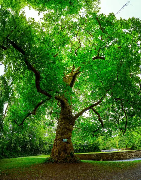 Summer old tree green leaves. High quality photo