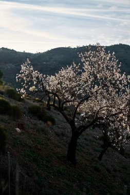 İspanya Endülüs baharı, yalnız ağaç dağlarının etrafını sarar. Yüksek kaliteli fotoğraf.