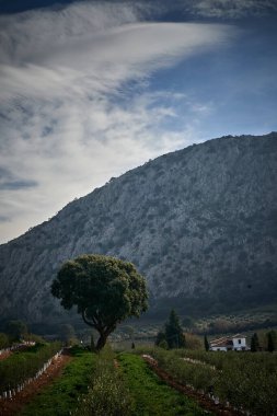 İspanya Endülüs baharı, yalnız ağaç dağlarının etrafını sarar. Yüksek kaliteli fotoğraf.