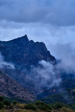 İspanya Endülüs baharı, yalnız ağaç dağlarının etrafını sarar. Yüksek kaliteli fotoğraf.