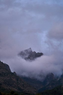 İspanya Endülüs baharı, yalnız ağaç dağlarının etrafını sarar. Yüksek kaliteli fotoğraf.