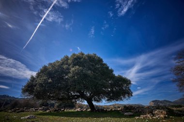 İspanya Endülüs baharı, yalnız ağaç dağlarının etrafını sarar. Yüksek kaliteli fotoğraf.