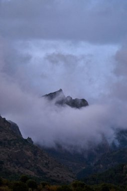 İspanya Endülüs baharı, yalnız ağaç dağlarının etrafını sarar. Yüksek kaliteli fotoğraf.