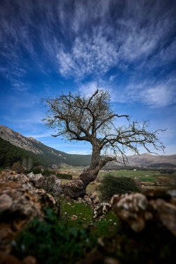 İspanya Endülüs baharı, yalnız ağaç dağlarının etrafını sarar. Yüksek kaliteli fotoğraf.