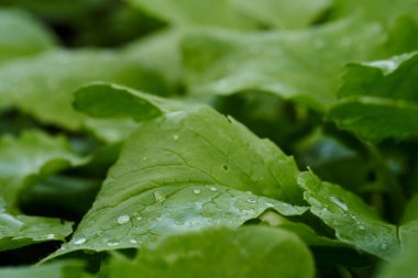 Turplar baharda yetişir. Yüksek kalite fotoğraf