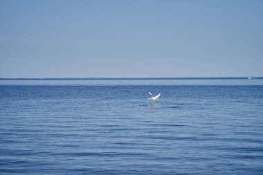 Kuğu göl manzarasına iniyor. Yüksek kalite fotoğraf