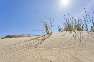 Lithuanian dunes sandy grass and clear sky. High quality photo clipart