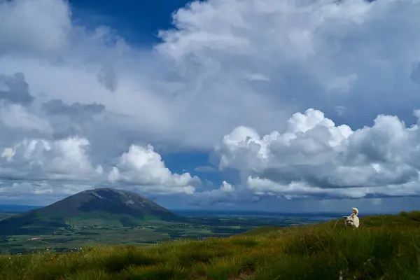 Irlandia Wzgórza Widok Pies Działa Wysokiej Jakości Zdjęcie — Zdjęcie stockowe