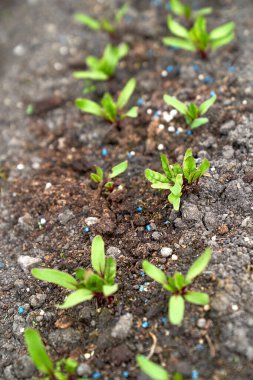 Bahçe yatağında büyüyen bebek pancar kökü. Yüksek kalite fotoğraf