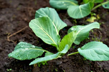 Bahçede çalışan lahana yetiştirici eller. Yüksek kalite fotoğraf