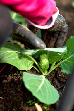 Bahçede çalışan lahana yetiştirici eller. Yüksek kalite fotoğraf