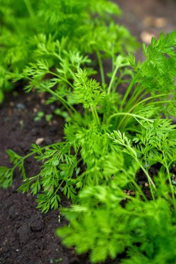 Yavru havuçlar bahar mevsiminde yetişiyor. Yüksek kalite fotoğraf
