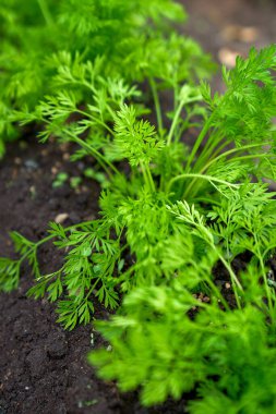 Yavru havuçlar bahar mevsiminde yetişiyor. Yüksek kalite fotoğraf