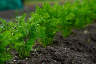 Yavru havuçlar bahar mevsiminde yetişiyor. Yüksek kalite fotoğraf