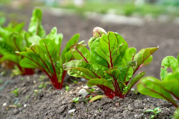 小甜菜生长在花园的床上 高质量的照片 — 图库照片