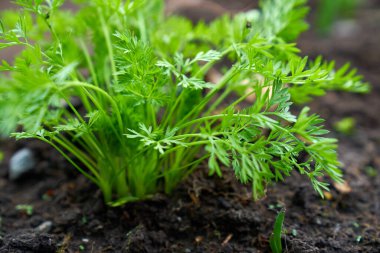 baby carrots growing spring season . High quality photo clipart