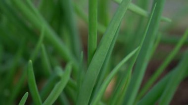 Organik taze soğanlar videoyu kapatır. Yüksek kaliteli 4kfootage