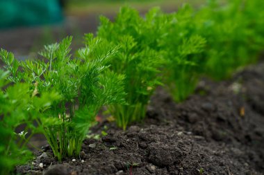 Yavru havuçlar bahar mevsiminde yetişiyor. Yüksek kalite fotoğraf