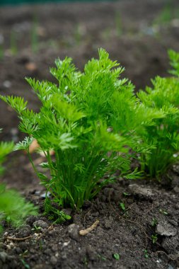 Yavru havuçlar bahar mevsiminde yetişiyor. Yüksek kalite fotoğraf