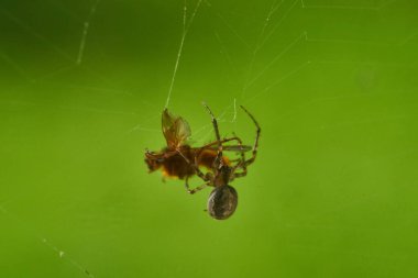 Örümcek ve yaklaş. Yüksek kalite fotoğraf